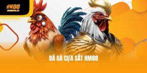 Điểm danh 4 loại cược đá gà cựa sắt hot nhất - Đừng bỏ lỡ