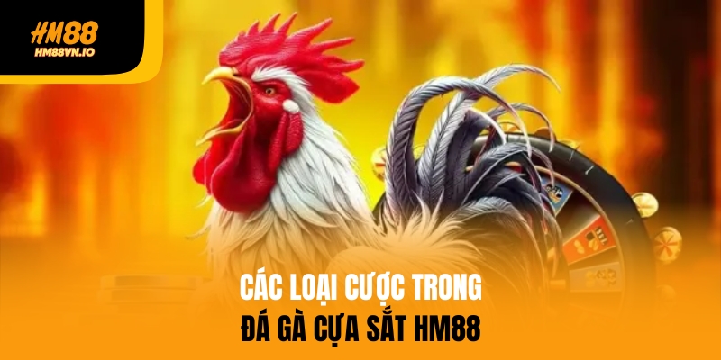 Điểm danh 4 loại cược đá gà cựa sắt hot nhất - Đừng bỏ lỡ Các loại cược đá gà cựa sắt HM88